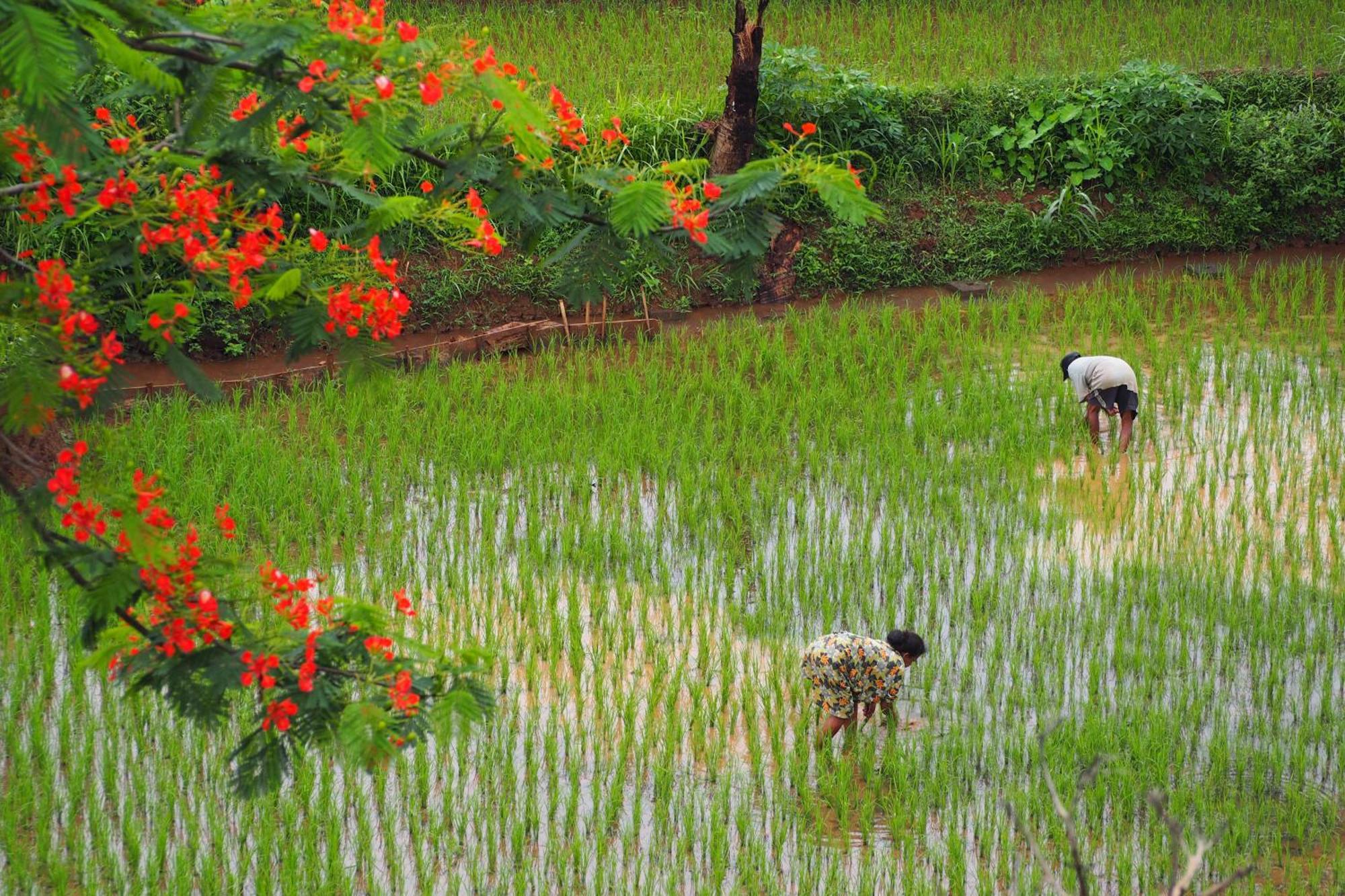 The Gecho Inn Country Jepara Buitenkant foto